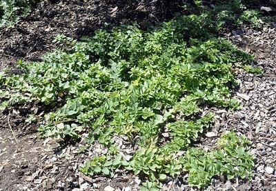 Origanum vulgare 'humile' Creeping Oregano image