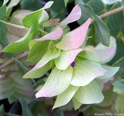 Origanum rotundifolium Kent Beauty Oregano image