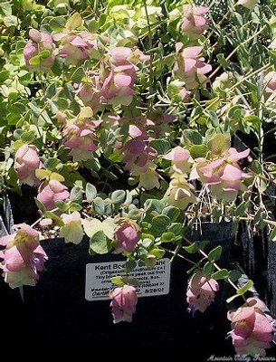 Origanum rotundifolium Kent Beauty Oregano image