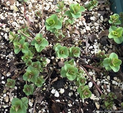 Origanum rotundifolium Kent Beauty Oregano image