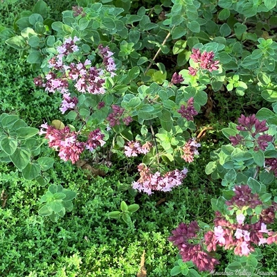 Origanum laevigatum Rosenkuppel Oregano image