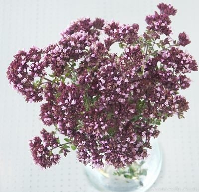 Origanum laevigatum Rosenkuppel Oregano image