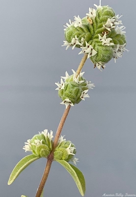 Origanum  majorana Sweet Marjoram image