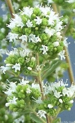 Origanum maru Syrian Oregano image