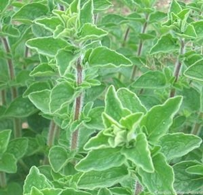 Origanum maru Syrian Oregano image