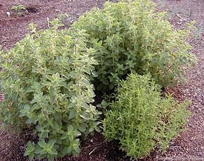 Satureja montana Winter Savory image