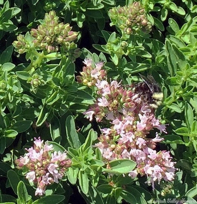 Origanum Mounding Marjoram image