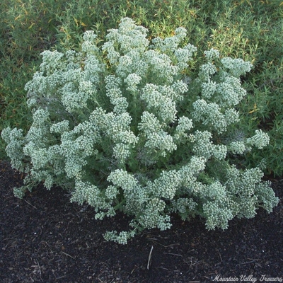 Origanum onites Cretan Oregano image