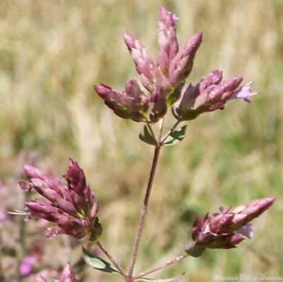 Origanum sipyleum Showy Pink Oregano image