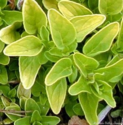 Origanum vulgare 'aureum' Creeping Golden Marjoram image