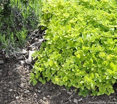 Origanum vulgare 'aureum' Creeping Golden Marjoram image