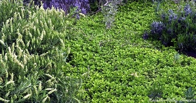 Origanum vulgare 'aureum' Creeping Golden Marjoram image