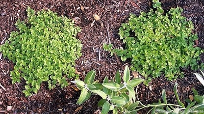 Origanum vulgare 'aureum' Creeping Golden Marjoram image