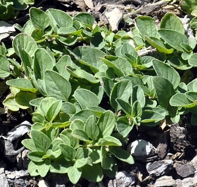 Origanum vulgare 'humile' Creeping Oregano image