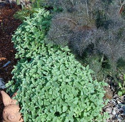 Origanum vulgare 'hirtum' Greek Oregano image