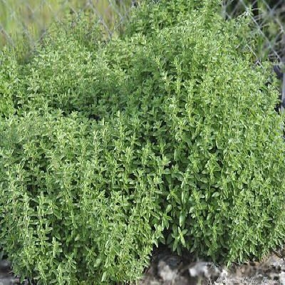 Origanum x majoricum Italian Oregano image