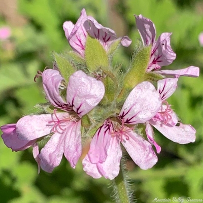 Pelargonium Attar of Rose Attar Of Rose Scented Geranium image