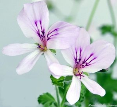 Pelargonium crispum Lemon Crispum Scented Geranium image