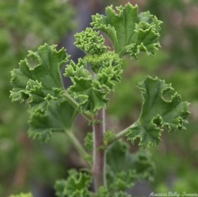 Pelargonium crispum Lemon Crispum Scented Geranium image