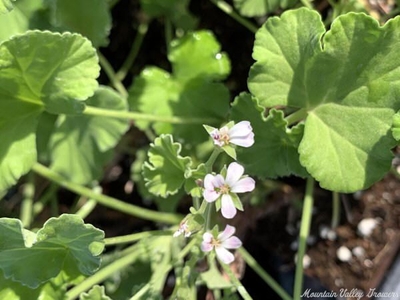 Pelargonium Fringed Apple Fringed Apple Scented Geranium image