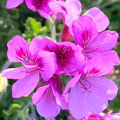 Pelargonium Ginger Ginger Scented Geranium image