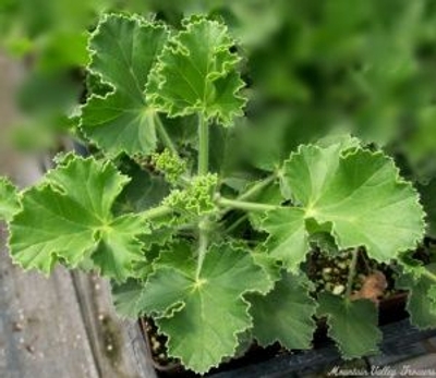 Pelargonium Ginger Ginger Scented Geranium image