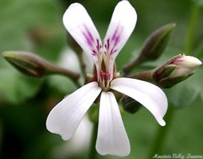 Pelargonium Nutmeg Scented Geranium image