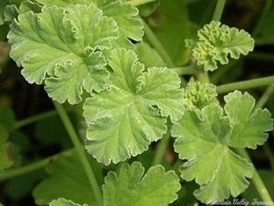 Pelargonium Nutmeg Scented Geranium image