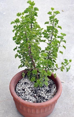 Pelargonium Prince of Orange Scented Geranium image