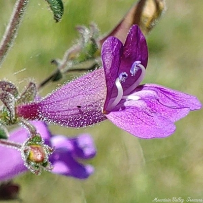 Penstemon heterophyllus Foothill Penstemon image