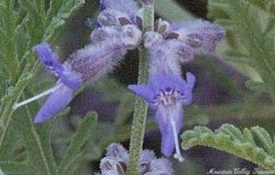 Perovskia atriplicifolia Russian Sage image