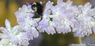 Perovskia atriplicifolia Russian Sage image