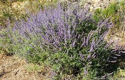 Perovskia atriplicifolia Russian Sage image