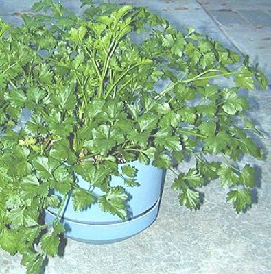 Petroselinum crispum Italian Parsley image