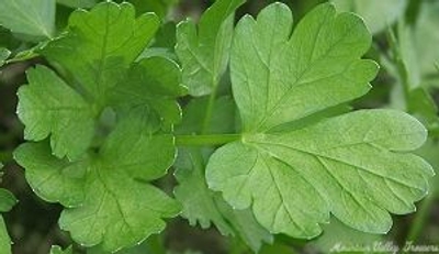 Petroselinum crispum Italian Parsley image