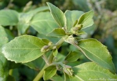 Pogostemon heyneanus Patchouli image