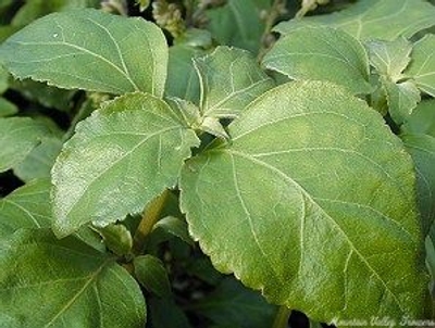 Pogostemon heyneanus Patchouli image