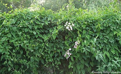 Polygonum multiflorum Fo Ti image