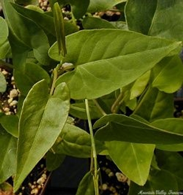 Polygonum multiflorum Fo Ti image