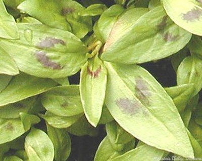 Polygonum odoratum Vietnamese Cilantro image