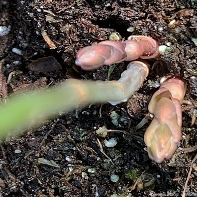 Asparagus officinalis Sweet Purple Asparagus image