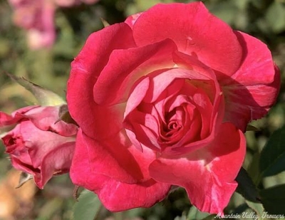 Rosa Andrea Miniature Rose image
