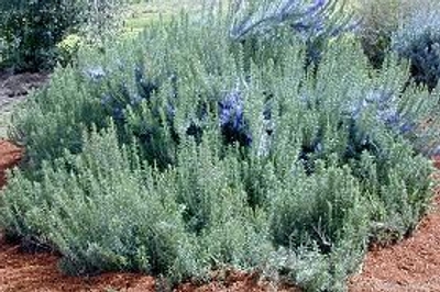 Rosmarinus angustifolius Pine Scented Rosemary image