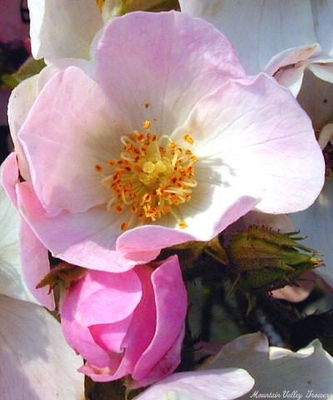 Rosa Ballerina Rose image