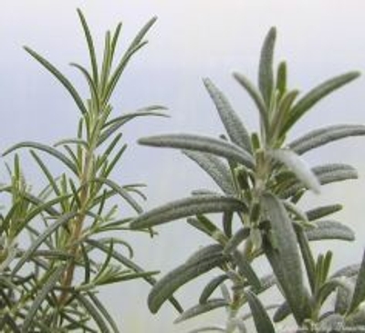 Rosmarinus angustifolius Pine Scented Rosemary image