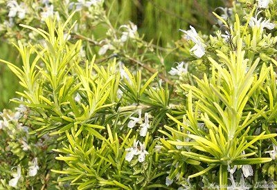 Rosmarinus officinalis Golden Rain Rosemary image