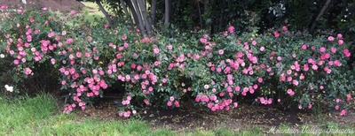 Rosa Magic Carrousel Miniature Rose image