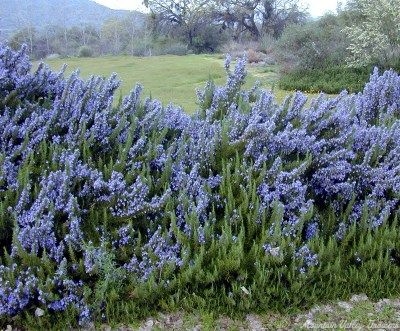 Rosmarinus officinalis Rosemary image