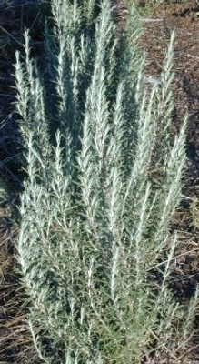 Rosmarinus officinalis Arp Rosemary image