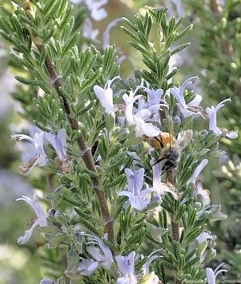 Rosmarinus officinalis Blue Boy Rosemary image